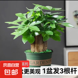 发财树盆栽大植物室内办公室桌面客厅小盆景招财树苗绿植花卉盆栽 造型款中号三杆 5-8cm【加仑盆】 【送肥料】