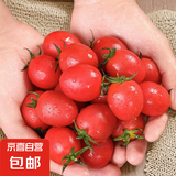 田阳圣女果新鲜水果小番茄樱桃小柿子冰糖小番茄 田阳圣女果带箱5斤