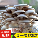 蘑菇种植包菌包家庭种黑平菇香菇金针菇菌包可食用菌新鲜蘑菇菌棒袋装 平菇包标准款 4袋装