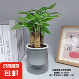 发财树盆栽大植物室内办公室桌面客厅小盆景招财树苗绿植花卉盆栽 三杆发财树 5-8cm【繁星吸水盆】 【送肥料】