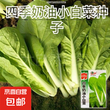 【四季奶油】小白菜种子速生高产快菜种籽四季小青菜小白菜种籽 奶油小白菜种子 1包约1000粒