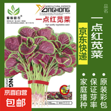 蔬菜种子四季播盆栽阳台庭院香菜生菜菠菜萝卜葱简单易种籽孑大全 一点红苋菜约2000粒