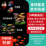 小型观赏鱼孔雀鱼米奇鱼斑马鱼白云金丝金苔鼠鱼小型热带鱼活体鱼 孔雀米奇各3条+斑马6条送鱼食