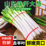 山东大葱新鲜9斤装甜葱铁杆大葱非章丘长白毛葱蘸酱嫩葱饭店批发 铁杆大葱【带脏皮去半叶】 9斤