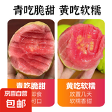 奶油白心红心芭乐 新鲜软糯低卡低热量轻食首先水果 2斤带箱（红心）单果100g起