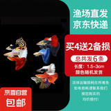 孔雀鱼天使鱼 纯种观赏鱼淡水好养热带小型观赏鱼 孔雀鱼4条送备损2条