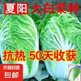 夏阳大白菜种子夏季抗热耐高温早熟50天结球白菜籽农家蔬菜种孑 早熟夏阳抗热大白菜种子 5包约5000粒