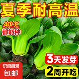 【爆款⭐】上海抗热605上海青小油菜青菜小白菜种子四季农家庭院 上海抗热605种子 3包约3000粒