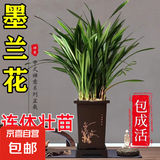 墨兰兰花苗盆栽带花苞发货精品名贵花卉绿植物室内四季好养活企黑 墨兰（高方盆+底托）【10棵装】