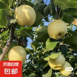 正宗河北皇冠梨泊头皇冠梨产地直发13 带箱5斤净重4.5斤