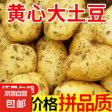 黄心土豆新鲜洋芋马铃薯黄皮应季蔬菜整箱优质土豆现摘美味蔬菜 带箱3斤土豆