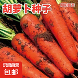【冬季萝卜】（京东配送）种子套餐菜种子阳台盆栽庭院易种秋冬季 胡萝卜种子/包约300粒