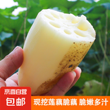 果心榴新鲜莲藕现挖菜藕脆藕鲜藕莲藕炒食藕糖藕卤藕洪湖新鲜脆藕 洪湖脆藕1斤 尝鲜装