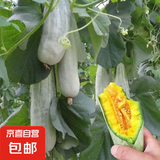山东头茬博洋61甜瓜脆甜新鲜发货 带箱5斤