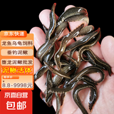 活泥鳅 户外垂钓钓鱼专用饵料饲料鱼本地金鳅鲜活淡水乌龟龙鱼饲料活体泥鳅批发 5-9厘米泥鳅50条