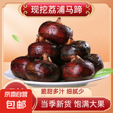 广西荔浦正宗马蹄 荸荠农家自种现挖生鲜新鲜蔬菜 精品果 5斤【单果25g左右】