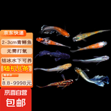 青鳉鱼 渔场直发手提袋鱼缸活体风水鱼花瓶招财鱼鱼食饲料淡水鱼冷水鱼小型好养活桌面鱼缸摆件 【随机8条】青鳉鱼（送3只黄金螺）