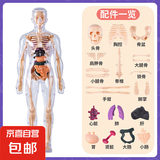 人体结构模型器官可拆卸骨骼拼装生物解剖医学3d身体内脏儿童玩具 全透明模型
