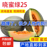 晓蜜25号爆甜哈密瓜新鲜现摘应季水果西州蜜 1.5-2斤