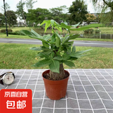 发财树盆栽大植物室内办公室桌面客厅小盆景招财树苗绿植花卉盆栽 中单杆发财树 7-9cm【原盆】 【送肥料】