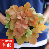 矾根花苗室外植物盆栽大苗耐寒庭院观叶组合草花小苗地栽绿植花卉 南舒 110#大苗 不含盆