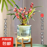 水培金边兰花苗金枝玉叶 室内办公室小盆栽绿植花卉好养四季兰花 粉红佳人2苗连体送懒人水培盆
