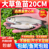 草鱼苗 【京东配送】草鱼苗特大规格半斤一斤草鱼活鱼苗批发淡水养殖食用活体 4-5厘米草鱼苗【2送1】
