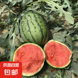 小糖丸2k西瓜薄皮小糖丸西瓜新鲜水果 1.5-2斤