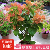 三角梅盆栽带花剑树苗室内阳台重瓣飘枝垂丝老桩四季开花爬藤花卉 【带花发货 收到即赏】爱玛士橙大苗 45-50cm左右（原盆带土发货）