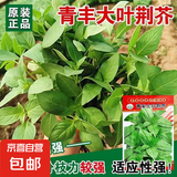 易发芽大叶香菜种子香菜籽耐热四季阳台室内盆栽种籽蔬菜种子大全 正品新种大叶荆芥约1500粒1包