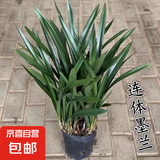 墨兰兰花苗盆栽带花苞发货精品名贵花卉绿植物室内四季好养活企黑 墨兰9-10苗【精选好苗】
