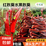 蔬菜种子大全山东寿光种籽春秋四季盆栽草莓油菜菠菜生菜白菜秋葵 彩虹田红秋葵种子5克（约70粒）