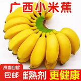 广西小米蕉当季新鲜应季水果日日鲜香甜小香蕉芭蕉孕妇水果整箱 带箱9斤-10斤 酸甜口的小香蕉