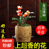 水培金边兰花苗金枝玉叶 室内办公室小盆栽绿植花卉好养四季兰花 好运来1苗裸根试养