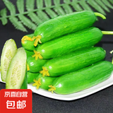 水果小黄瓜无刺黄瓜新鲜水果蔬菜现采现摘凉拌生吃整箱包邮 水果小黄瓜（自然成熟） 净重3斤（店长推荐）