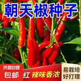 四季播种香辣朝天辣种子小米辣椒种籽超辣盆栽阳台辣椒蔬菜种孑 朝天椒种子【2包约600粒】 原厂封装