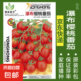 蔬菜种子四季播盆栽阳台庭院香菜生菜菠菜萝卜葱简单易种籽孑大全 瀑布番茄约50粒