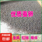 蚕宝宝蚕卵包邮卵蚕种蚕卵蚕子蚕籽桑叶送孵化盒送鹅毛可养彩色蚕 四色蚕卵100粒（红黄绿白）+桑叶