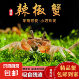 辣椒蟹活体观赏除藻蟹深水宠物蟹淡水宠物螃蟹活体水族蟹迷你 辣椒蟹2只（1只备损）
