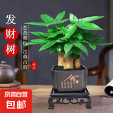 发财树盆栽大植物室内办公室桌面客厅小盆景招财树苗绿植花卉盆栽 三杆发财树 5-8cm【四方塑胶盆】 【送肥料】