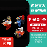 孔雀鱼天使鱼 纯种观赏鱼淡水好养热带小型观赏鱼 孔雀鱼随机1条送鱼食