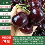 【买一送一】车厘子树苗嫁接大樱桃树苗庭院阳台南北方种植果树苗 智利车厘子 2.5公分粗带分枝【收到1颗苗】