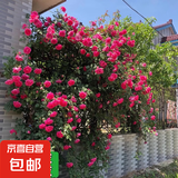 四季开花蔷薇花苗多花月季花苗特大花大苗浓香型爬藤攀援植物欧月 大游行1-1.3米左右【精选大苗】