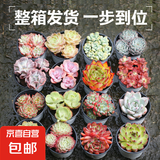 多肉植物办公室内阳台肉肉桌面亲子园艺微景观好养绿植盆栽DIY 16颗大盆组合（9cm盆种好发货）