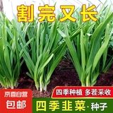四季播种韭菜种子种籽白根宽叶韭菜根苗韭菜籽种孑大叶籽大全 韭菜种子【1包约400粒】 原厂封装