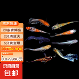青鳉鱼 渔场直发手提袋鱼缸活体风水鱼花瓶招财鱼鱼食饲料淡水鱼冷水鱼小型好养活桌面鱼缸摆件 【20厘米鱼缸套餐】20条青鳉鱼+清缸套