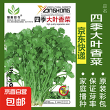 蔬菜种子四季播盆栽阳台庭院香菜生菜菠菜萝卜葱简单易种籽孑大全 四季大叶香菜约1000粒