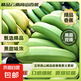 精品云南香蕉高山香蕉现摘新鲜水果甜生青香蕉banana自然熟绿皮 精品高山蕉 2斤