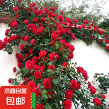 四季开花蔷薇花苗多花月季花苗特大花大苗浓香型爬藤攀援植物欧月 马车1-1.3米左右【精选大苗】