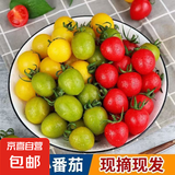 三色番茄寿光新鲜水果蔬菜西红柿圣女果青甜迷恋柿子现摘现发 3斤（带箱）